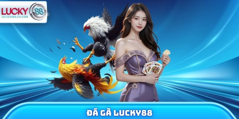 Đá Gà Lucky88 - Xem Chiến Kê Trực Tuyến, Đặt Cược 24/7 1 Đá Gà Lucky88